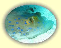 IMG_2007_05_28 14_05_08 * 2272 x 1704 * (567KB)